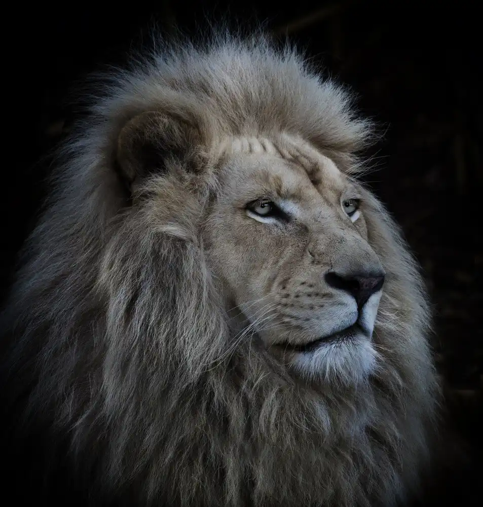 Wolbers, Louise: Proud Lion