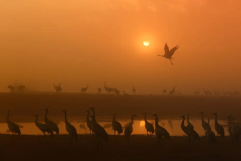 Or, Keren: Grúas al amanecer