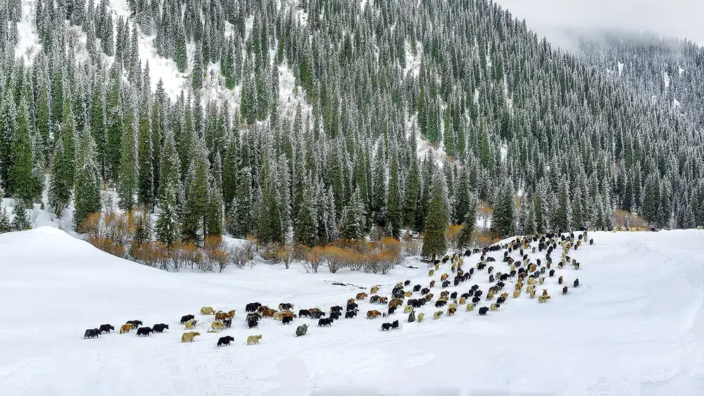 Zhu, Hua: Spring Snow