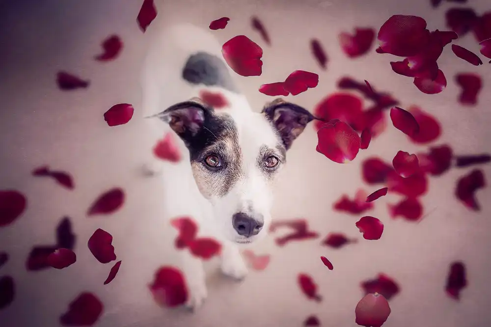 Willers, Heike: Dovrebbero piovere rose rosse per me....