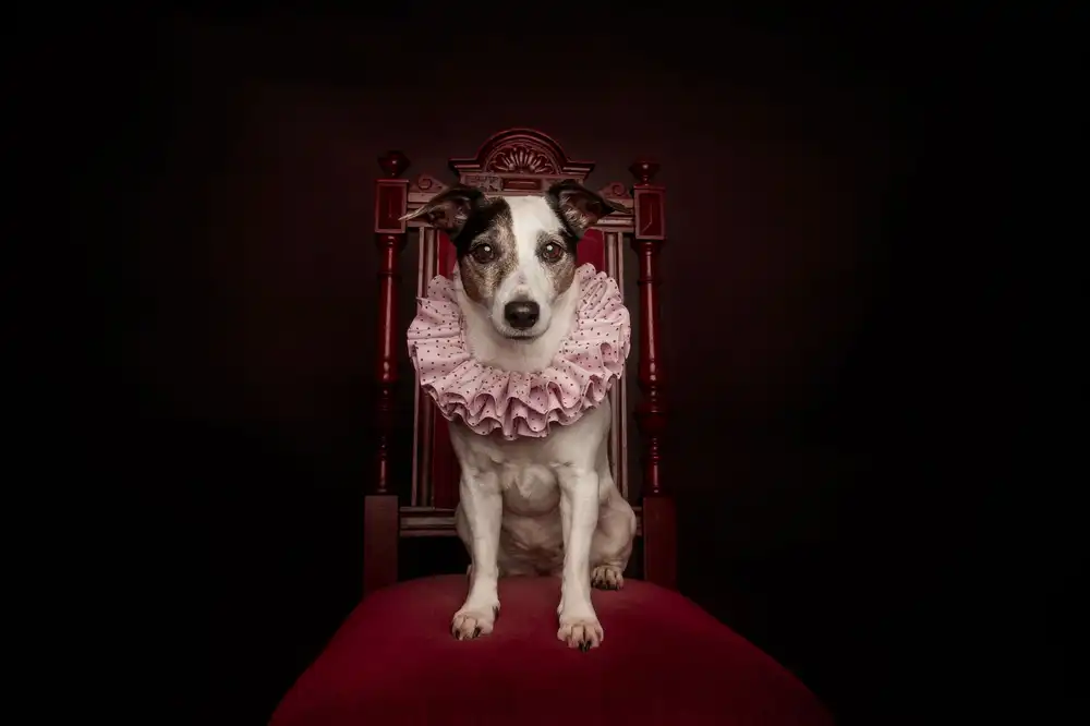 Willers, Heike: La regina