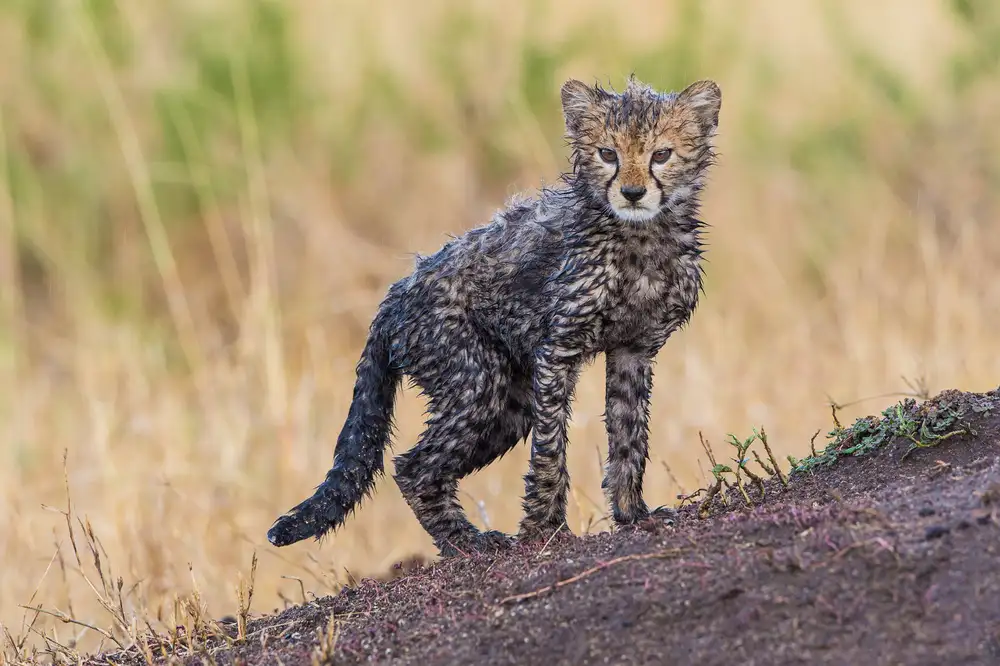 Alnaser, Mohammed: Young Hunter