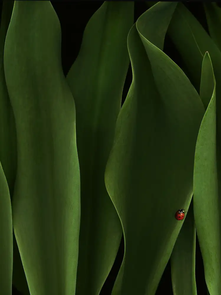 Hummel, Jeffrey: coccinelle