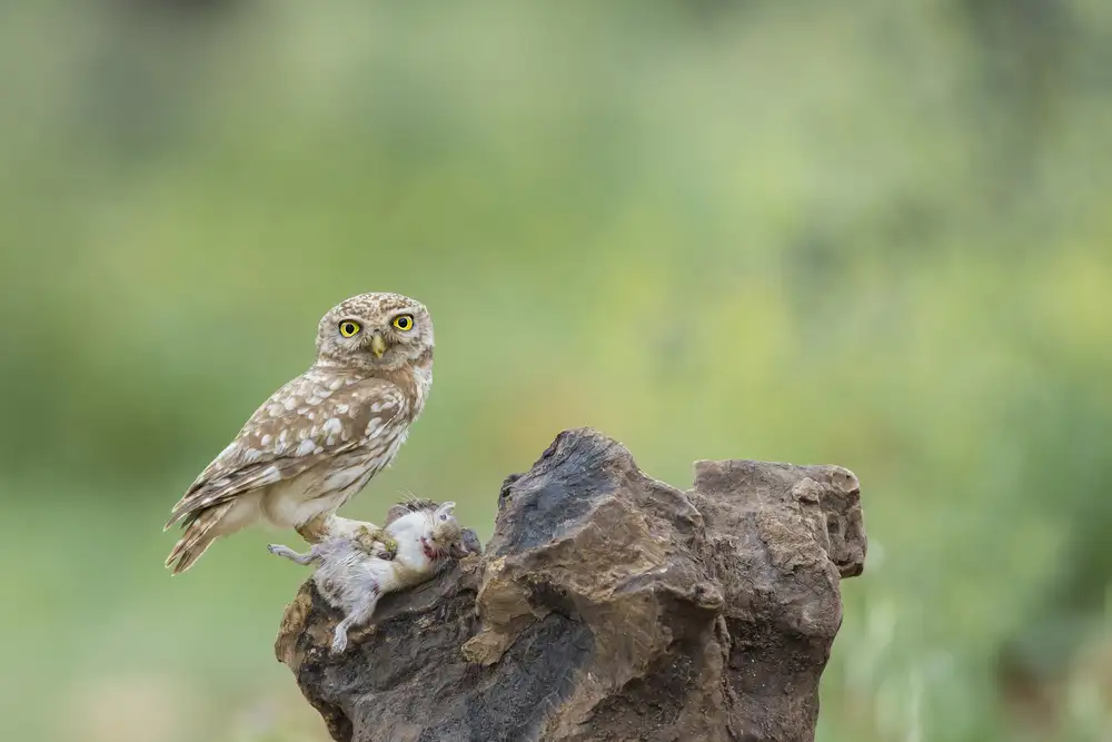 Amer, Eyal: Little Owl