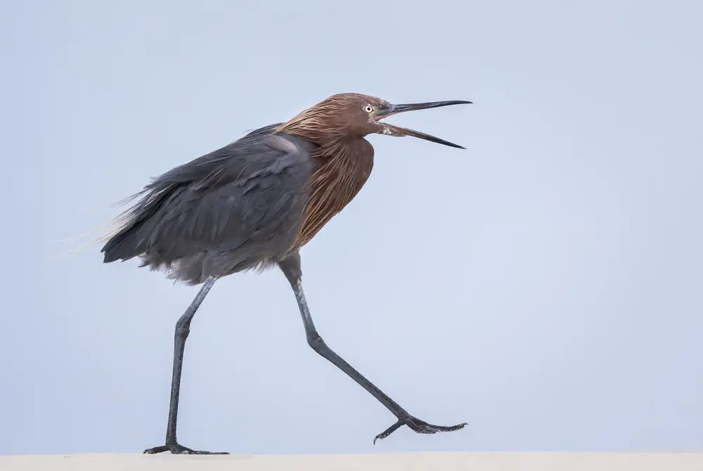 Barsh, Greg: Angry Bird