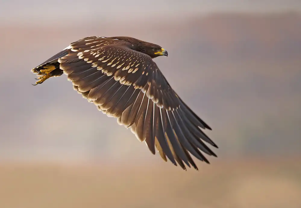 Waldmann, Shlomo: Greater Spotted Eagle