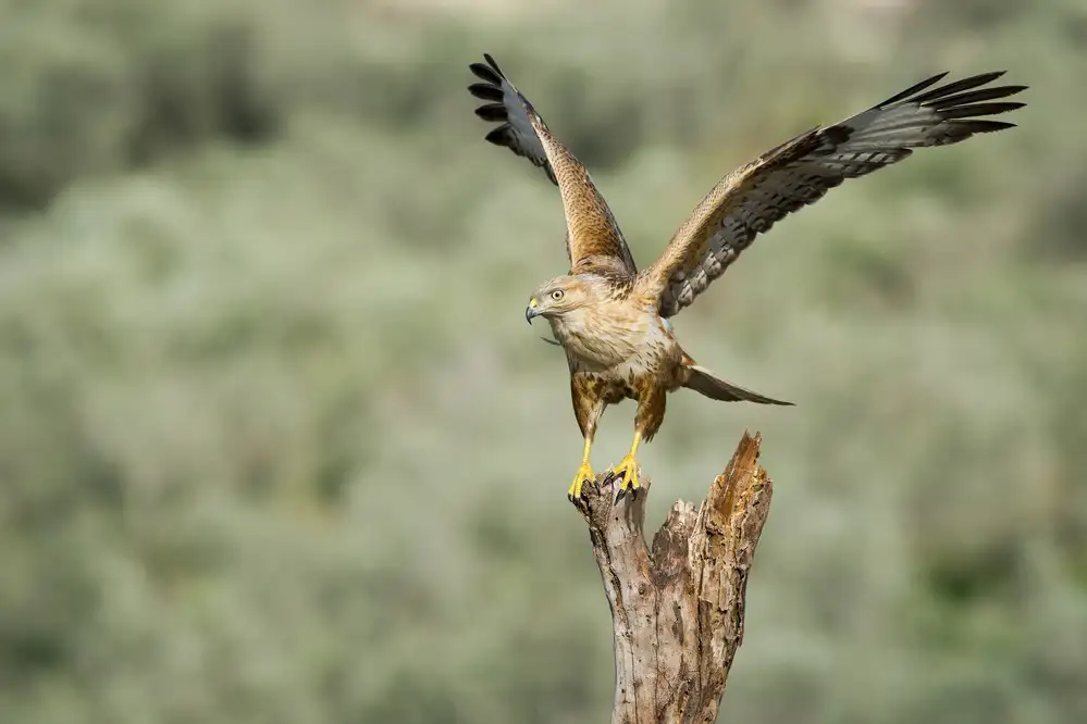 Amer, Eyal: Long Legged Buzzard