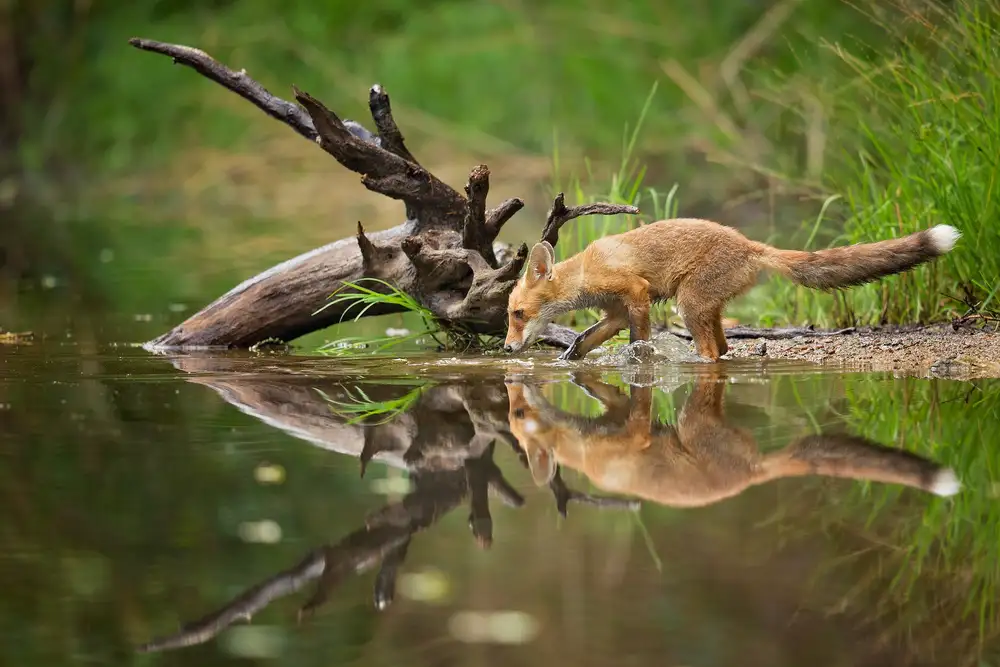 Zygmunt, Milan: Roter Fuchs