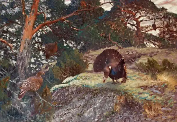 Liljefors, Bruno: Corteggiamento del gallo cedrone