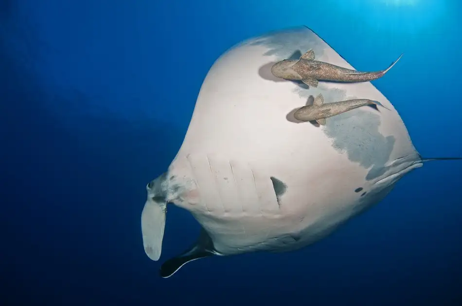 Tov, Ben Ilan: Manta Ray und Remoras
