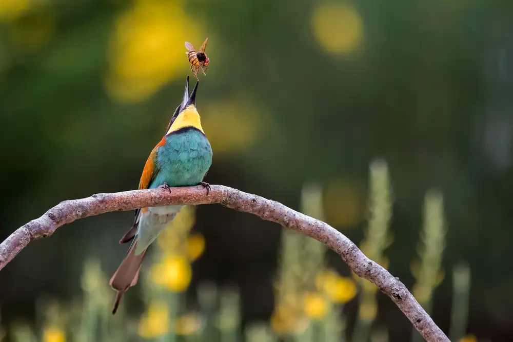 Simone, De Ciro: The bee-eater and the bee