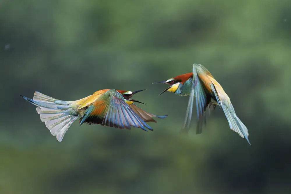Redaelli, Marco: Fight between rainbows 5