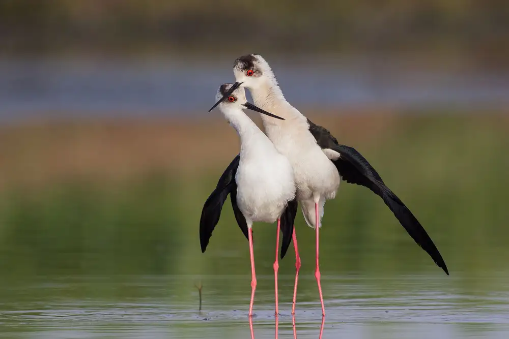 Simone, De Ciro: Himantopus himantopus love