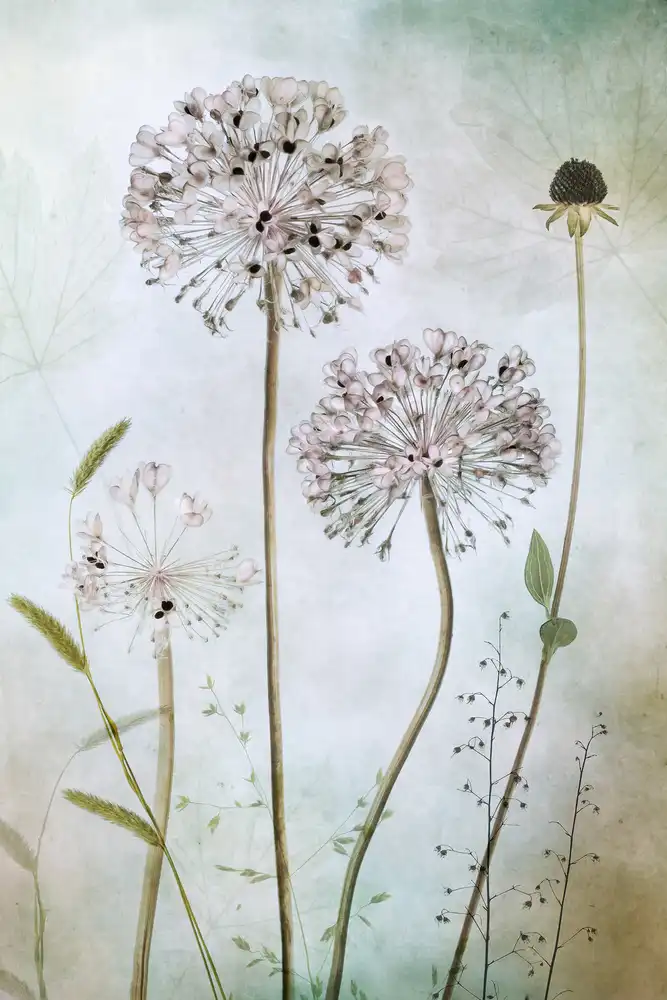 Disher, Mandy: allium