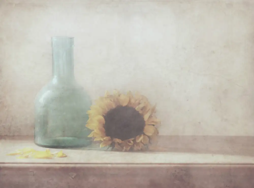 Devos, Delphine: Tournesol
