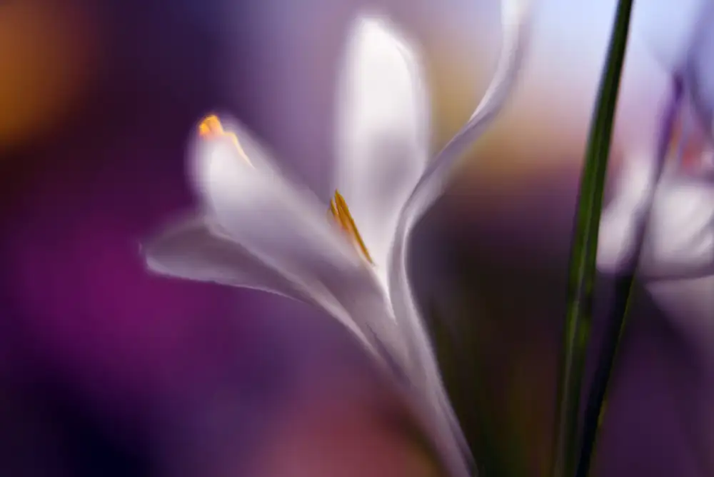 Westum, Heidi: Crocus de minuit