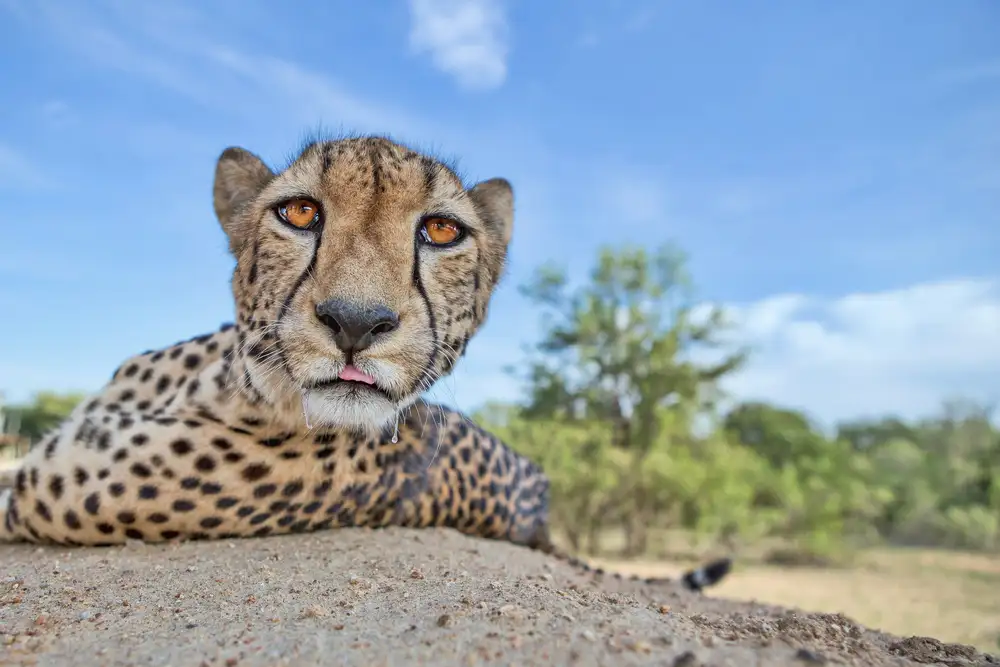 Catta, Alessandro: Hungry Cheetah