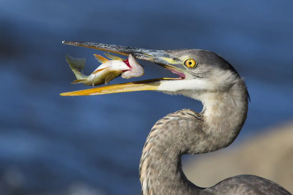 Costina, Mircea: The Heron and the Perch