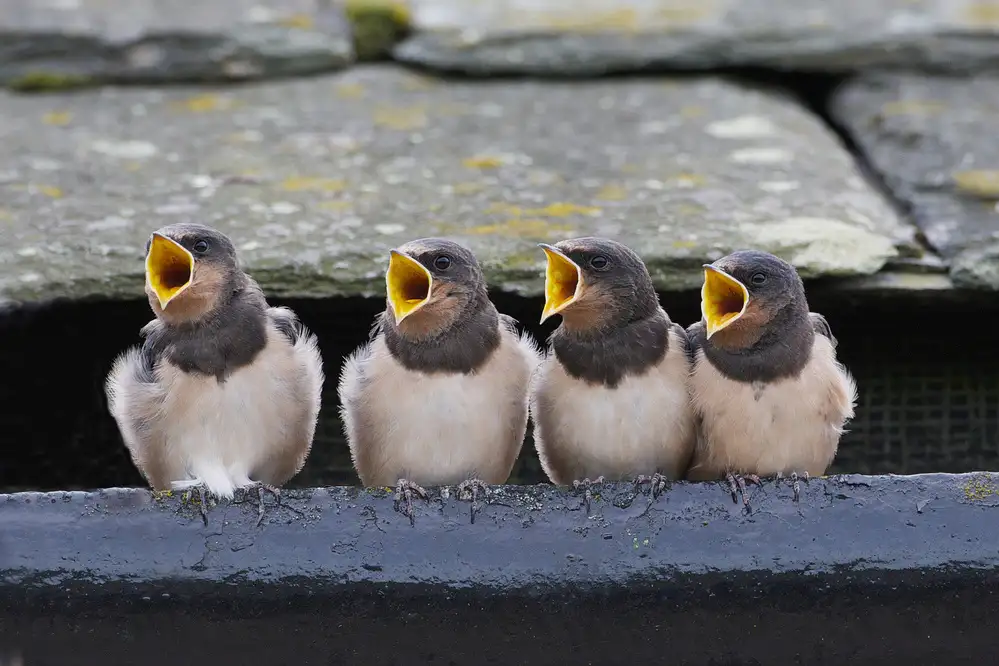 Cooper, Ray: Der Chor