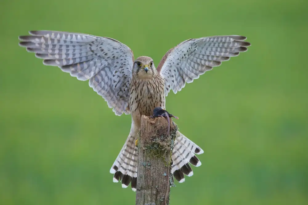 Cooper, Ray: Europäischer Turmfalke