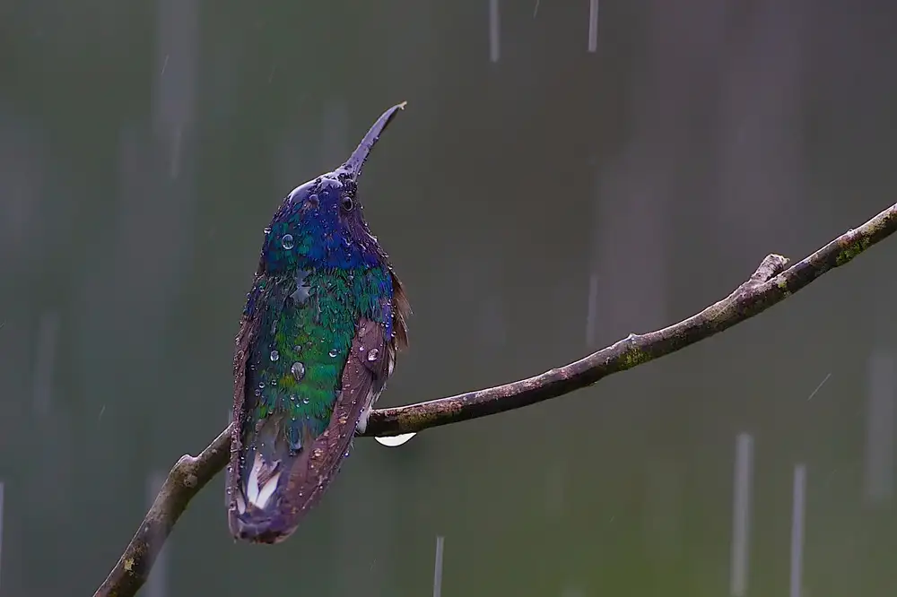 Cooper, Ray: Weißhalsiger Jakobinerkolibri