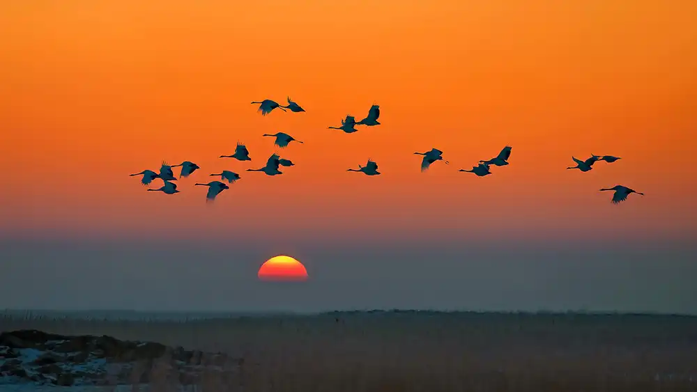 Zhu, Hua: Red-crowned Cranes