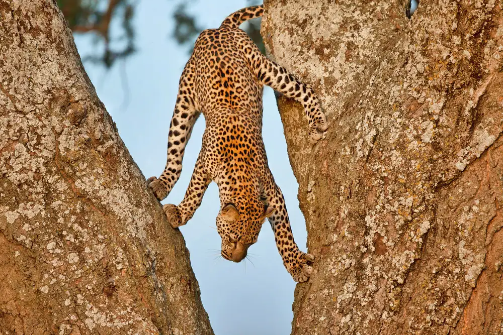 Catta, Alessandro: Upside Down