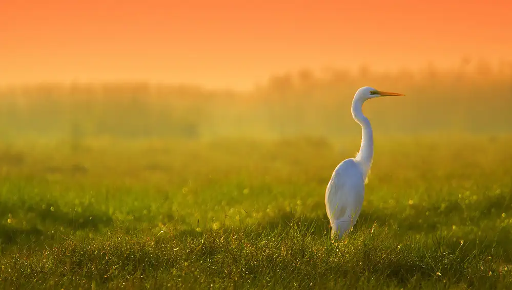 Bhattacharya, Shaibal: Egret in Paradise