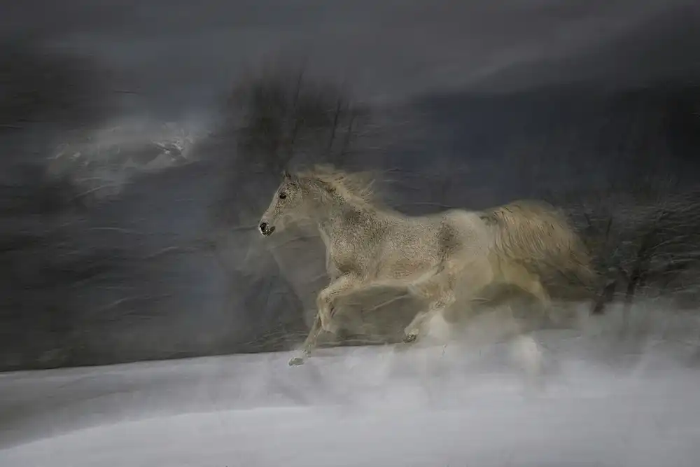Malovrh, Milan: Galopp im Schnee