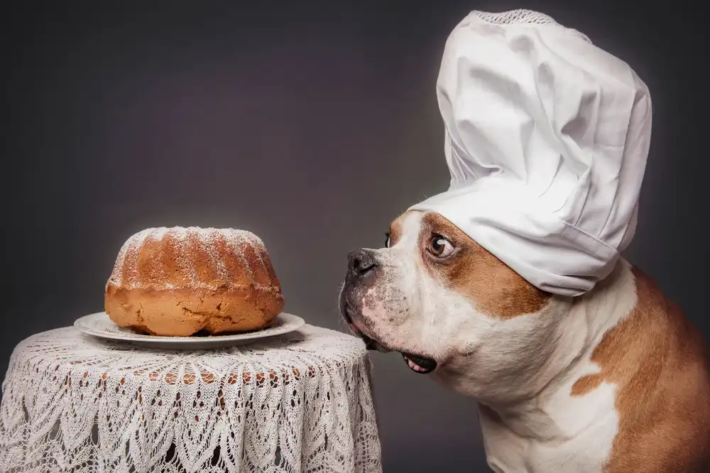 Willers, Heike: Il Pasticcere e il suo capolavoro