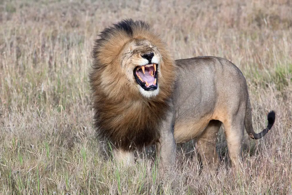 Catta, Alessandro: Lion