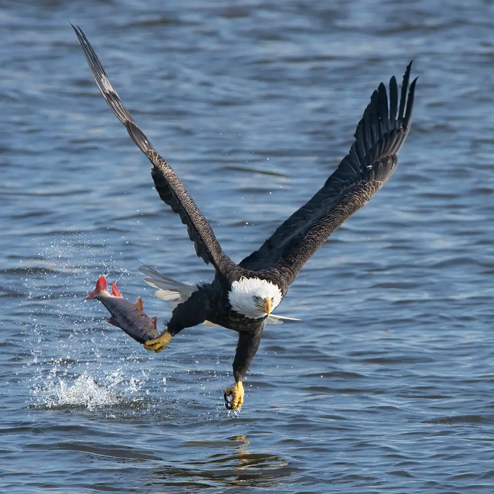 Fan, John: Pranzo sul Mississippi