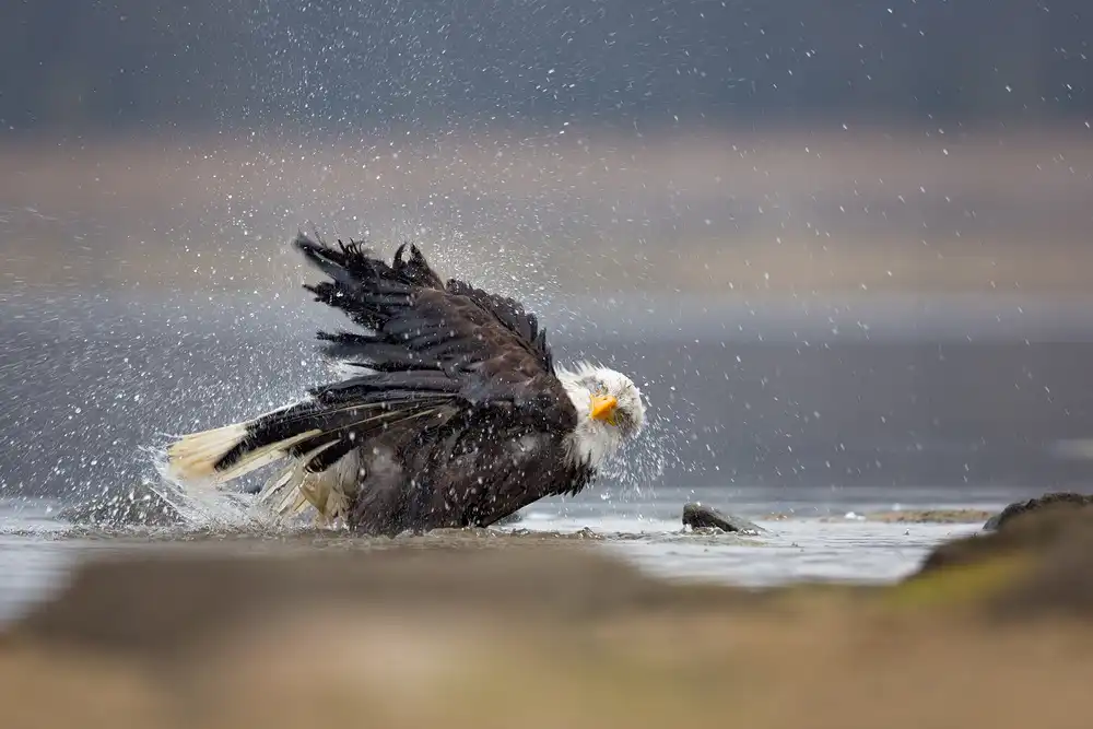 Zygmunt, Milan: Weißkopfseeadler