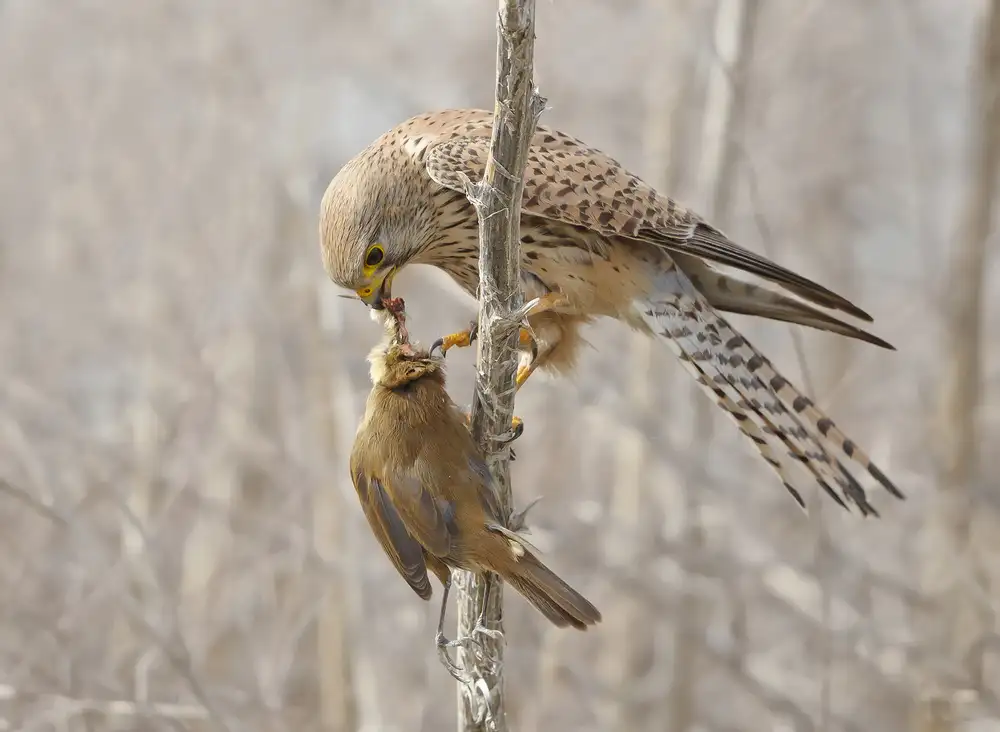 Waldmann, Shlomo: Common Kestrel with Great Reed Warbler