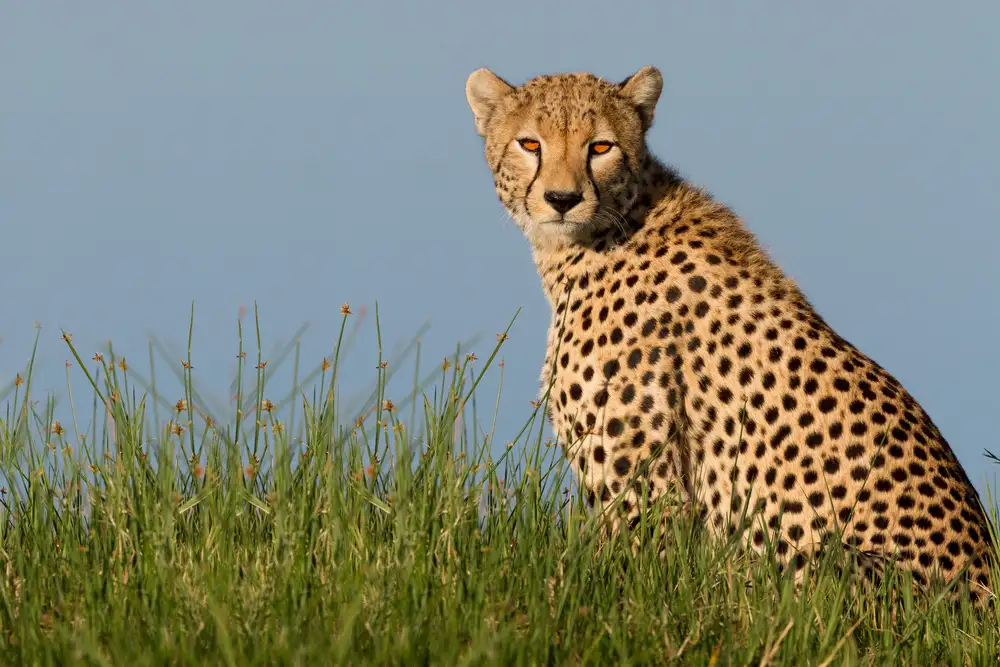 Catta, Alessandro: Cheetah