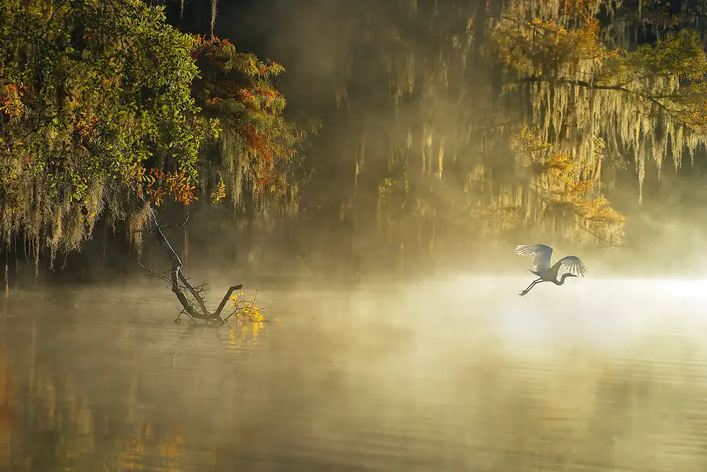 Zhu, Hua: Egret