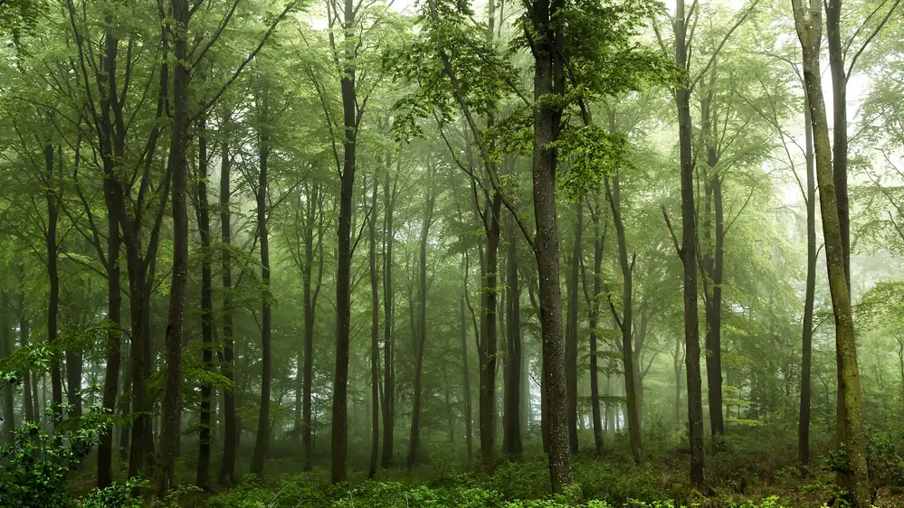 Løndal, Leif: Forest...