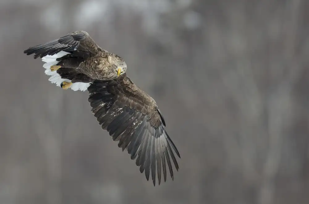 Tjandra, C.S.: Aquila dalla coda bianca