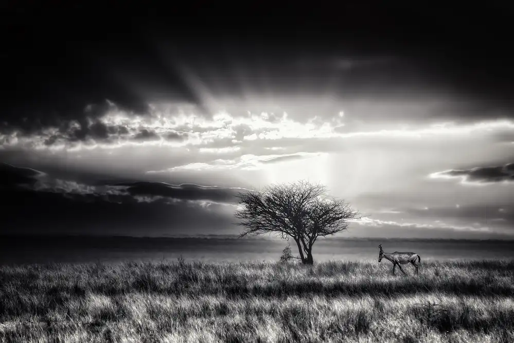 Flour, Piet: amanecer con hartebeest