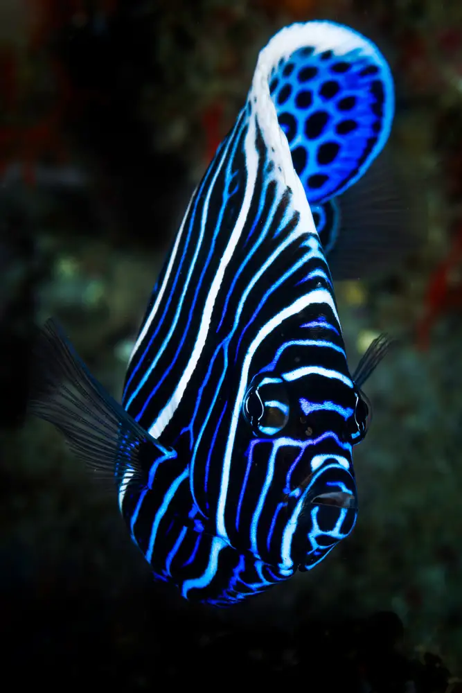 Gabriel, Barathieu: Pesce angelo imperatore