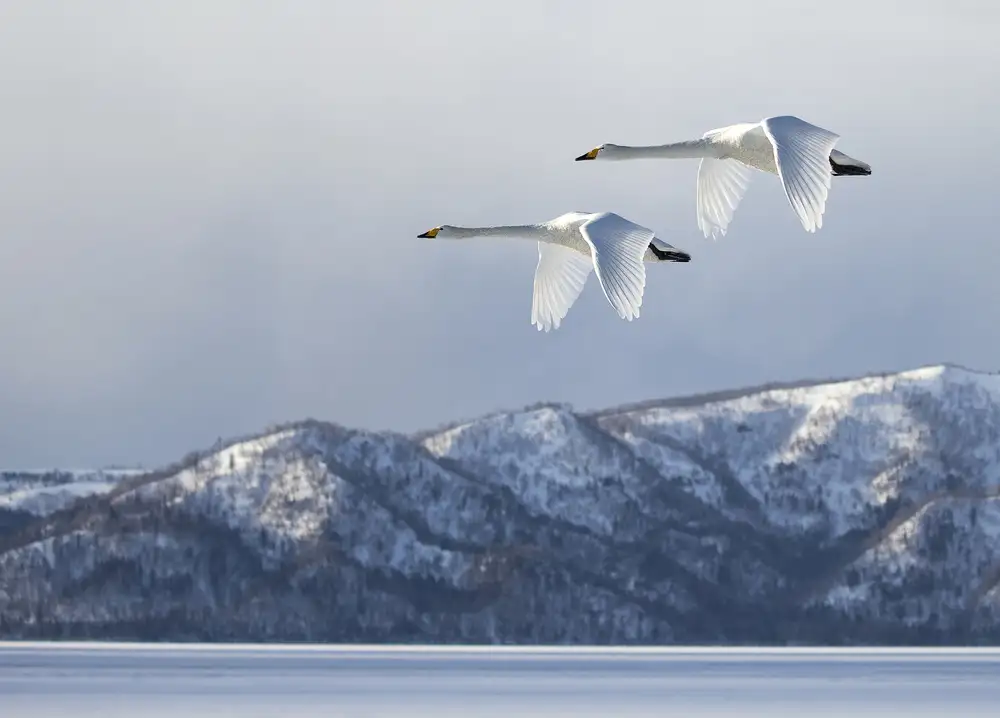 Tjandra, C.S.: Swan@Kussharo Lake