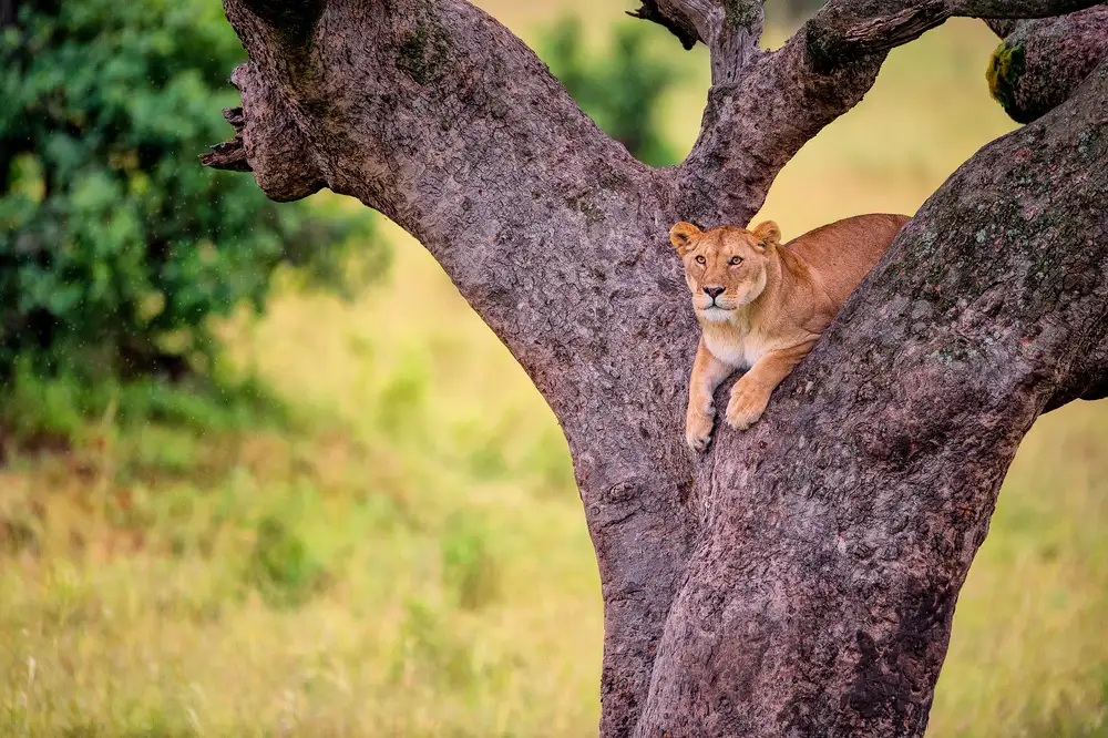 Alnaser, Mohammed: Tree Rest