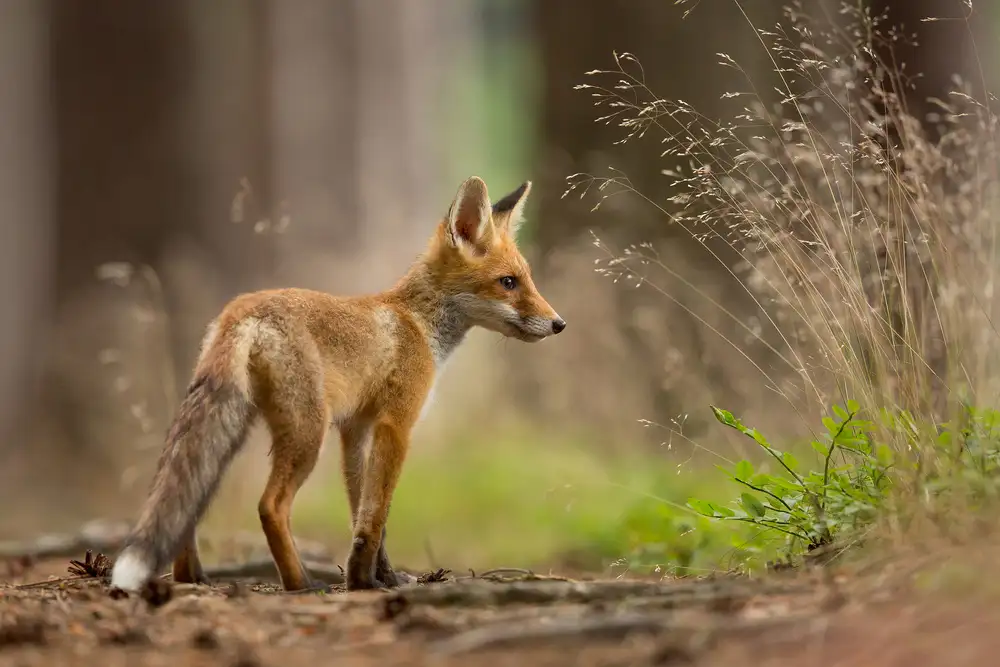 Zygmunt, Milan: Roter Fuchs