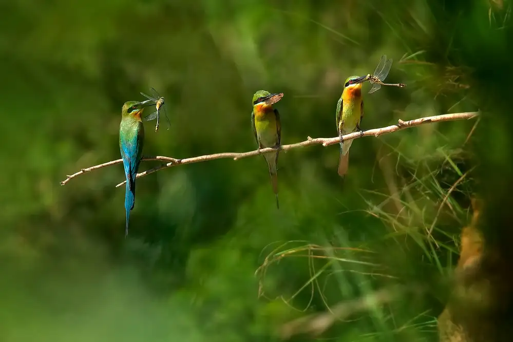 Zhu, Hua: Little bee eater