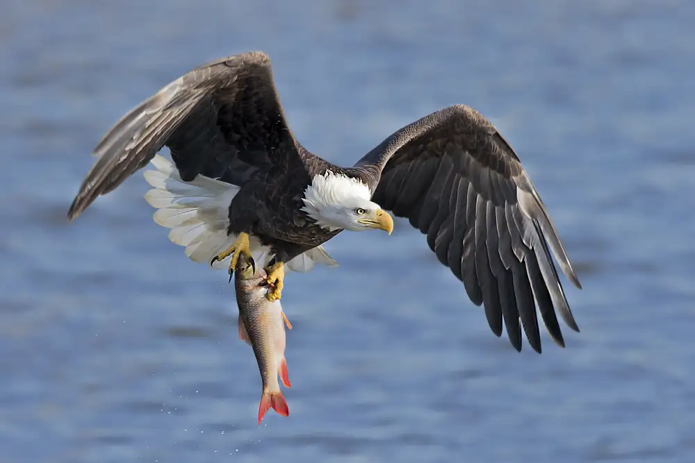 Zuo, Jun: Weißkopfseeadler fängt einen großen Fisch