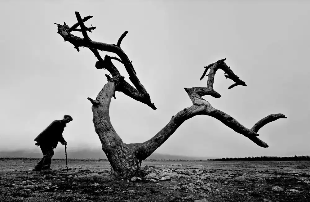 Wei, Tang,: Viejo y árbol