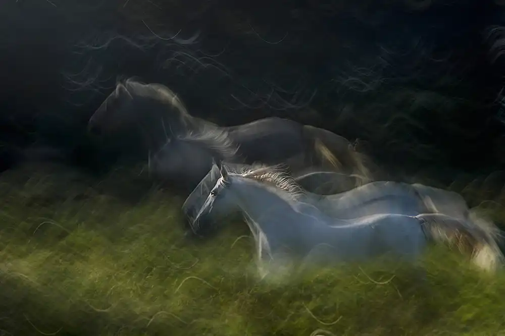 Malovrh, Milan: Galopp