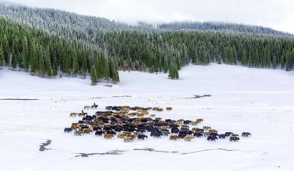 Zhu, Hua: Yaks in snow
