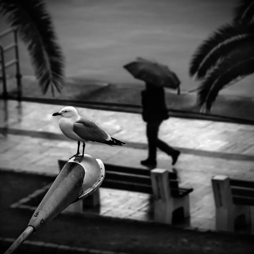 Digalakis, George: Rencontres urbaines 19