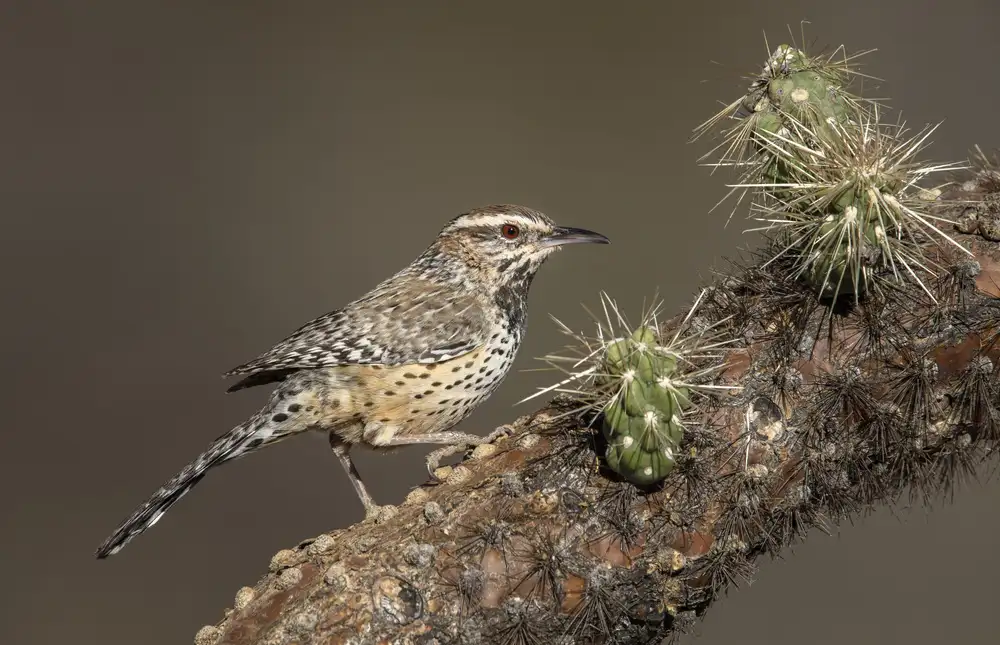 Barsh, Greg: Cholla bird